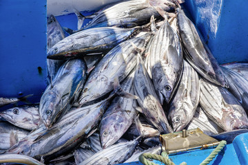 Nachhaltiger Thunfischfang
