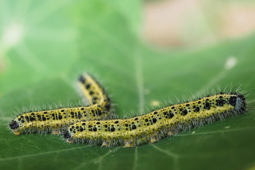 Großer Kohlweißling, Pieris brassicae