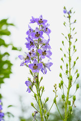 Obraz premium Blue flower is delphinium on white background