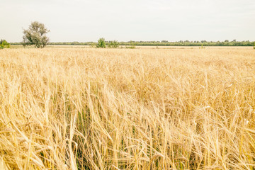 Field with wheat