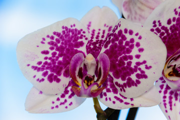 The beauty of a white and purple Orchid in full bloom. Phalaenopsis Orchid flower on a background of blue sky. Orchids is the queen of flowers in Thailand.