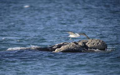 Southern Right Whale, Puerto Madryn, Argentina. 