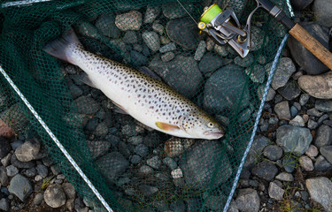 The caught trout and the fishing gear are on a riverbank on the pebble. The catch is lying in a green landing net next to a black rod is equipped with a reel and a cord of light green color.