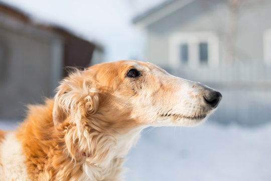 Profile Portrait of old Russian borzoi dog on the winter background