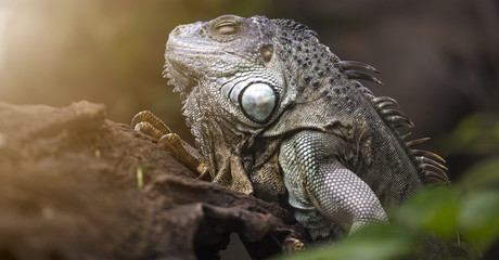 Obraz premium Large tree lizards of the Iguan