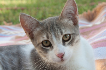 cat and kitten at garden