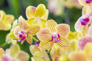 Close up from a beautiful orchid flower in a garden