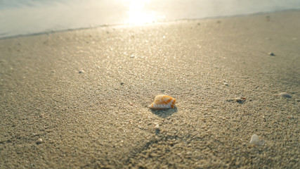 Sea shell in sea shore