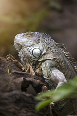 Large tree lizards of the Iguan