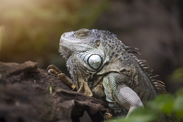 Large tree lizards of the Iguan