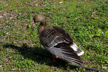 Duck domestic