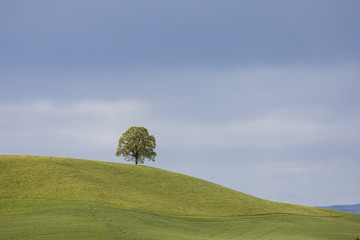 Single deciduous tree on a hill on a spring day in Switzerland