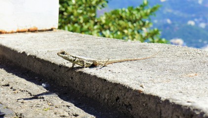 Gecko Lizard Staring
