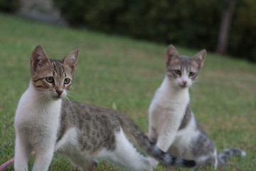 cat and kitten at garden