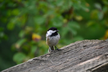 Black-capped Chickadee
