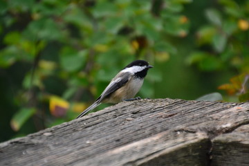 Black-capped Chickadee