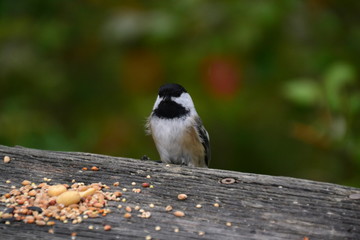 Black-capped Chickadee