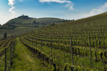 Fototapeta na wymiar View on hills with cultivated vineyards and woods