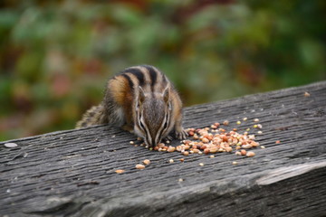 Chipmunk