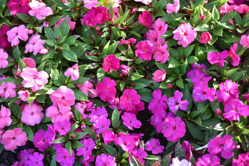 Impatiens rose