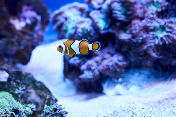 Fototapeta na wymiar Many of clownfish Western Ocellaris in marine aquarium