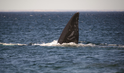 Fototapeta premium Southern Right Whale, Puerto Madryn, Argentyna.