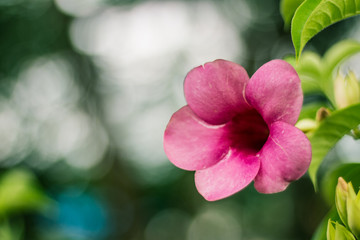 Beautiful allamanda flower, Purple allamanda flower