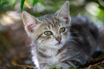 close up of very cute baby kitten with big appealing eyes in wild outdoor setting