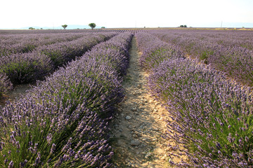 Lavendelfeld in der Provence