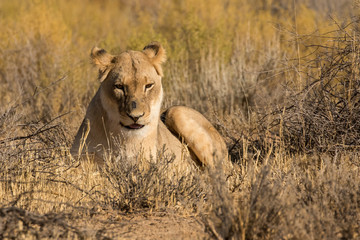 Fototapeta na wymiar One lioness resting in the dry grass of the Kgalagadi Transfrontier Park in South Africa