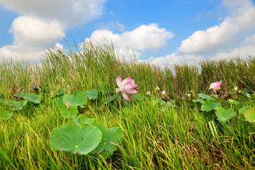 plant at papyrus and lotus swamp