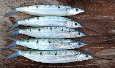 Group of Spotted halfbeak fish