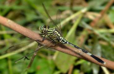 Colorful of Dragonfly in nature