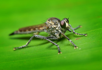 Nature fly on the banana leaf
