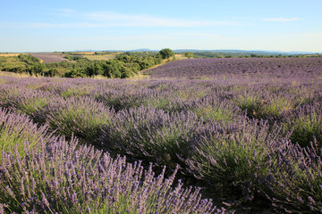Fototapeta premium Lavendelfeld in der Provence