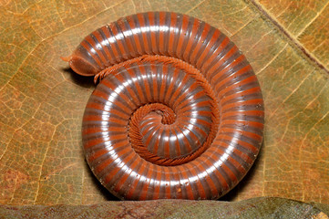 Texture of the Millipede protect them self by round body