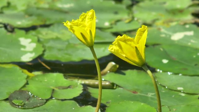 黄色い花の睡蓮