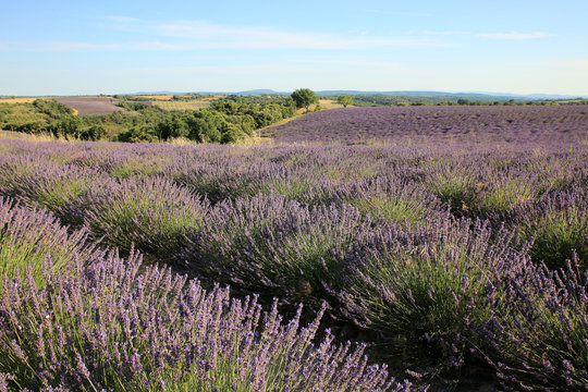 Lavendelfeld in der Provence