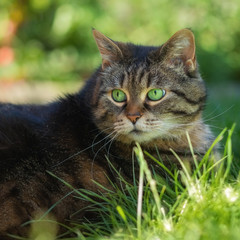 Naklejka na ściany i meble Katze mit großen erstaunten Augen im hohen Gras
