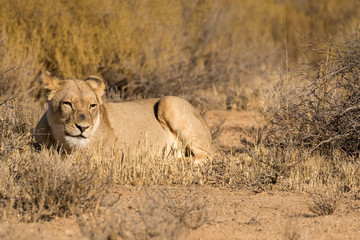 One lioness lying on the ground in the Kgalagadi Transfrontier Park in South Africa