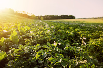 Green potato plant