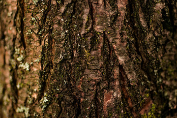 Nature wood bark