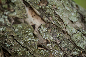 Nature wood bark