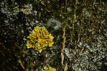 Nature wood bark