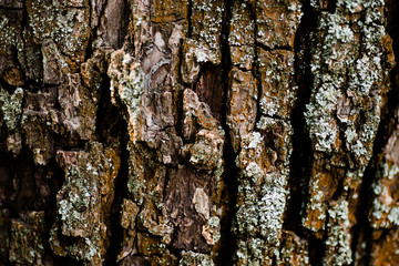 Nature wood bark