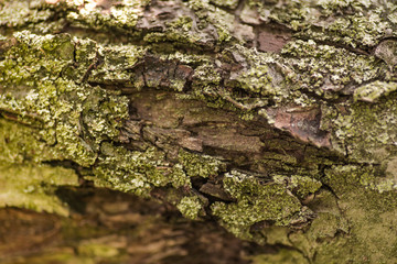 Nature wood bark