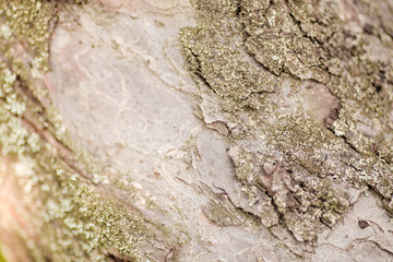 Nature wood bark