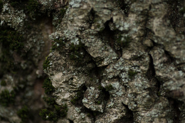 Nature wood bark