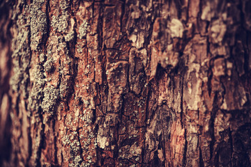 Nature wood bark