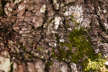 Nature wood bark